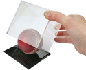 Cricket Ball Display Case